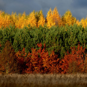 lithuanian-flag-autumn